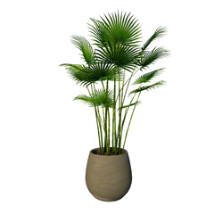 Front view of Plant (Pot with Sabal Palm ) Tree png