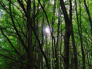 sun shining through trees