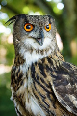 great horned owl
