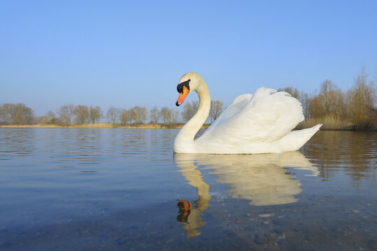 Mute Swan (Cygnus olor) on Lake, Hesse, Germany