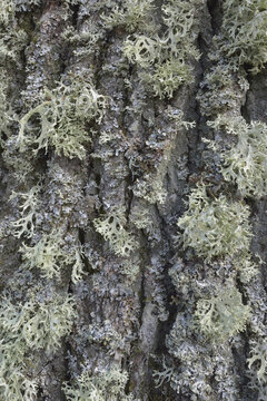 Close-up of Lichen on Oak Tree Bark, Hesse, Germany