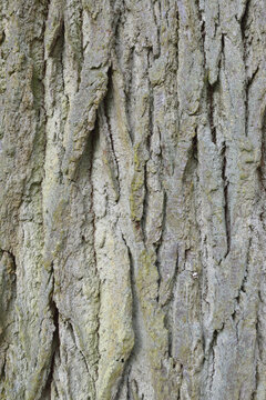 Close-up of Common Oak Tree Bark, Hesse, Germany