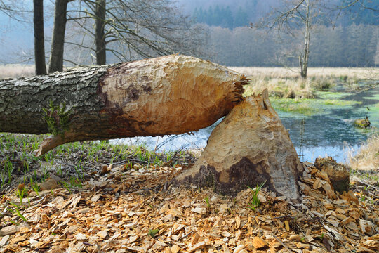 Tree Trunk Gnawed by European Beaver (Castor fiber), Spessart, Hesse, Germany