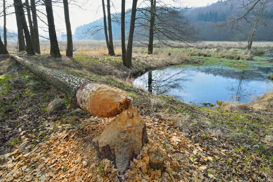 Tree Trunk Gnawed by European Beaver (Castor fiber), Spessart, Hesse, Germany
