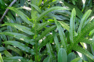 Fern leaves with spores developing.