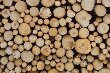 Stack of Spruce Logs, Spessart, Hesse, Germany, Europe