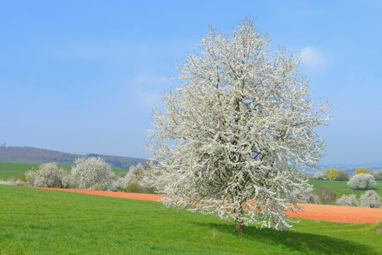 Blooming cherry trees in field, Odenwald, Hesse, Germany, Europe