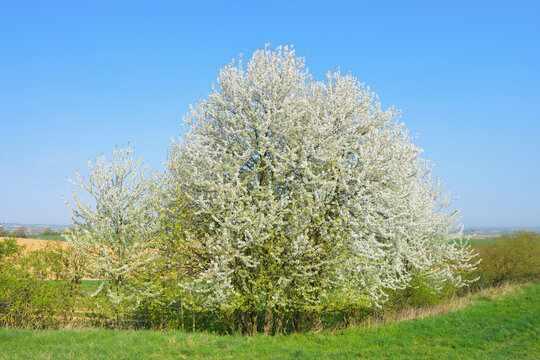 Blooming cherry tree in field, Odenwald, Hesse, Germany, Europe