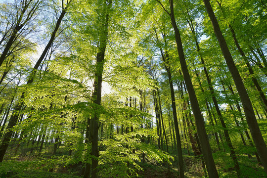 European Beech Trees (Fagus sylvatica) in Spring, Odenwald, Hesse, Germany