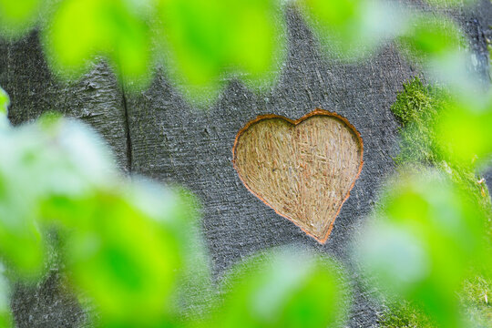 Heart Carved in European Beech (Fagus sylvatica) Tree Trunk, Odenwald, Hesse, Germany - Powered by Adobe