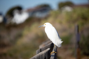 Bird Standing on a Small Bridge