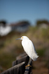 Egret Standing on a Bridge