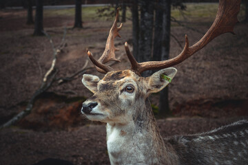 deer in the woods