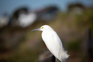Egret Close-Up