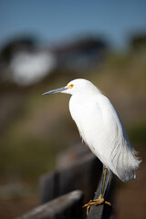 Egret Close Up 