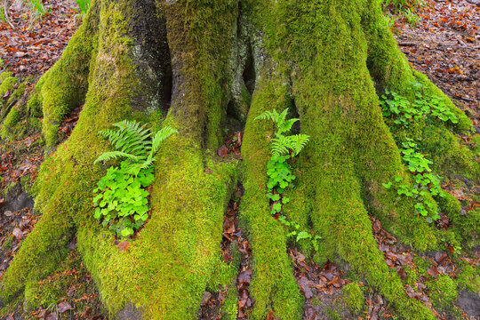 Mossy European Beech Tree Trunk (Fagus sylvatica) with Ferns and Shamrocks, Spessart, Bavaria, Germany