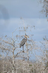 great blue heron