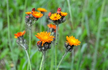 Orange Fox and Cubs (Pilosella aurantiaca) flowering