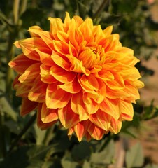 Close up yellow orange dahlia flower as floricultura collection