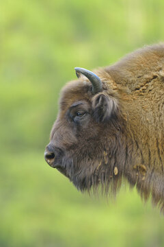 Close-up Portrait of European Bison (Bison bonasus), Hesse, Germany, Europe