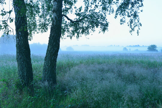 Birch Trees and Meadow on Misty Morning, Zingst, Fischland-Darss-Zingst, Mecklenburg-Western Pomerania, Germany