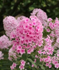 Close up pink phlow flowers in garden as floriculture collection