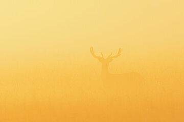 Fallow Deer (Cervus dama) on misty morning at sunrise, Hesse, Germany, Europe
