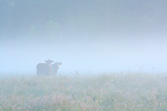 Cows in Field on Misty Morning, Fischland-Darss-Zingst, Mecklenburg-Western Pomerania, Germany