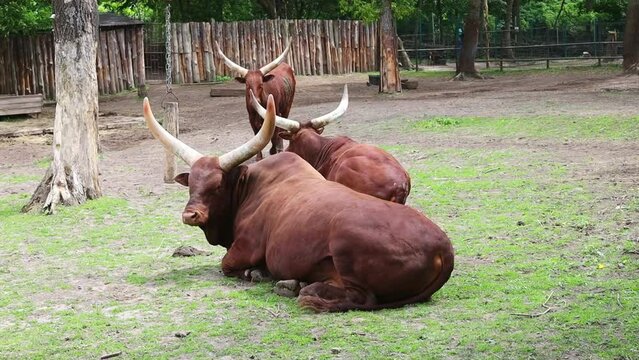 Watusi cows of an exotic breed graze and lie on the grass at the farm