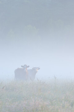 Cows in Field on Misty Morning, Fischland-Darss-Zingst, Mecklenburg-Western Pomerania, Germany