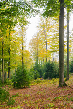 European Beech (Fagus sylvatica) Forest in Autumn, Nature Park, Spessart, Bavaria, Germany