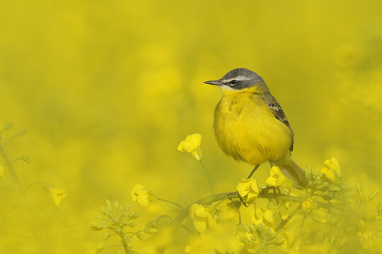 Yellow Wagtail in Canola Field, Hesse, Germany