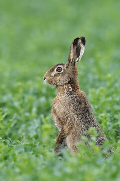 European Brown Hare, Hesse Germany