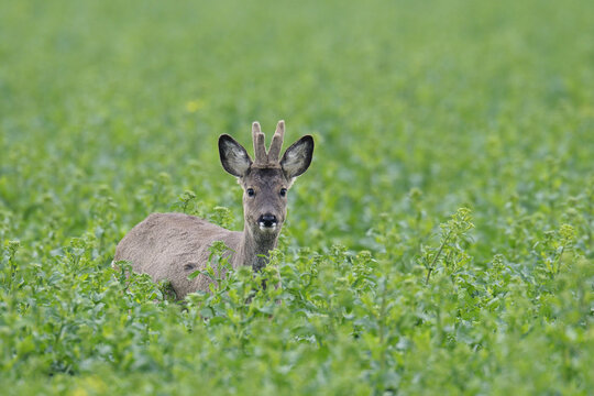 Roe Deer in Canola Field, Hesse, Germany