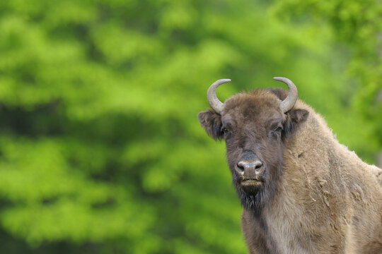 European Bison, Germany