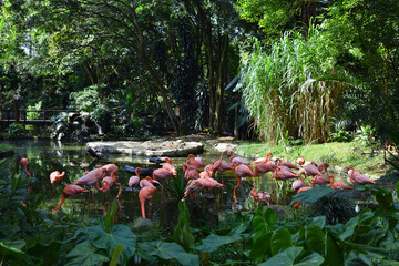 Flamingos in the water
