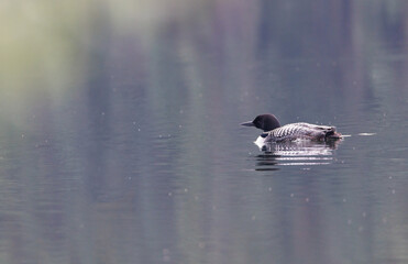 A loon floating along the greenish colored water the reflects both the forest and the loon
