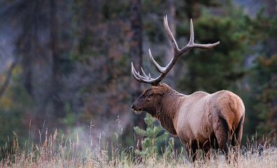 A bull elk stands in a meadow with trees behind it as its breath is visible in the cold morning air
