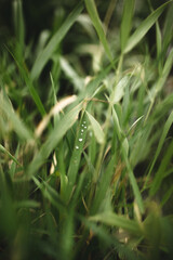 grass with dew drops
