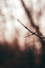 branches of a tree