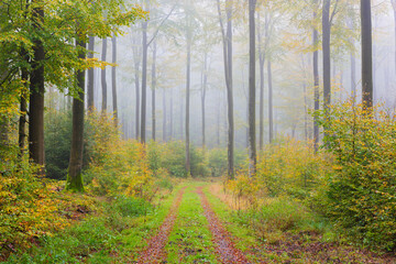 Path through Misty Beech Forest, Spessart, Bavaria, Germany
