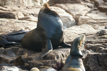 Fototapeta premium California Sea Lions around Baja California