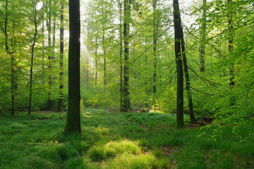 Beech Forest in Spring, Spessart, Bavaria, Germany, Europe
