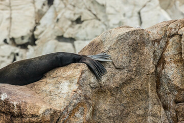 Beautiful California sea lion fishing 