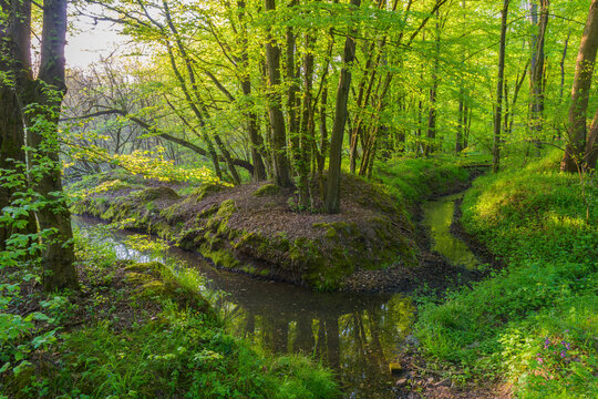 Beech tree (Fagus sylvatica) Forest and Brook in Spring, Hesse, Germany