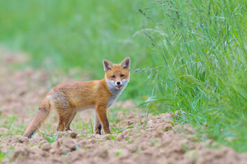 Young Red Fox (Vulpes vulpes), Hesse, Germany