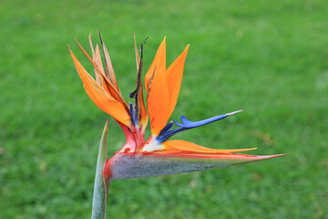 Obraz premium strelitzia reginae ave del paraiso flor del paraiso 4M0A6644-as22