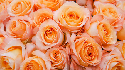 Floral background of orange and peach roses. Flowers abstract background. Closeup view.