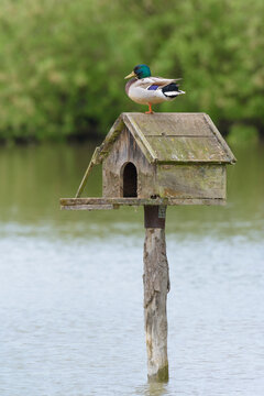 Mallard Drake (Anas platyrhynchos) on Nesting Box, Bavaria, Germany