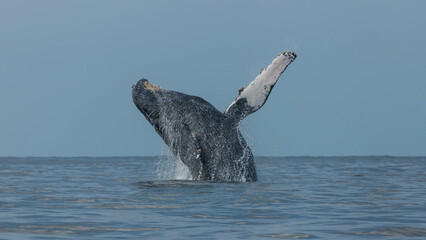 Humpback whales in its full glory around Baja California